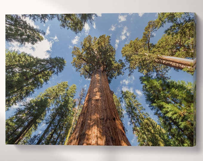 Redwood Tree Sequoia National Park California Canvas Eco Leather Print, Made in Italy!