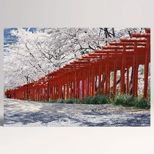 Santuario Torii rossi con ciliegi in fiore, Giappone stampa su ecopelle