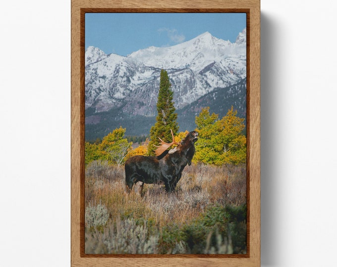 Bull Moose In The Grass Grand Teton National Park Canvas Wall Art Home Decor Eco Leather Print, Made in Italy!