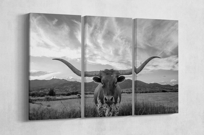 May include: A black and white photograph of a longhorn steer with large horns standing in a field. The steer is looking directly at the camera. The background is a field with mountains in the distance.