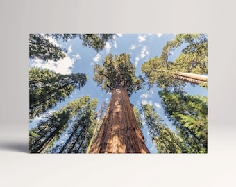 Redwood Sequoia National Park Forest PETA Approved Eco Leather Single Triptych Wall Art