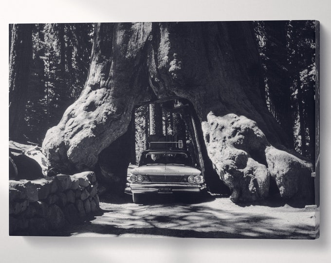 Vintage Car in Giant Sequoias, Yosemite Black and White Canvas Eco Leather Print, Made in Italy!