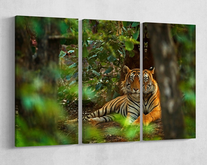 Male indian tiger in Ranthambore, India framed canvas leather print/Wild animals/Large wall art/Tiger print/Made in Italy/Better than canvas