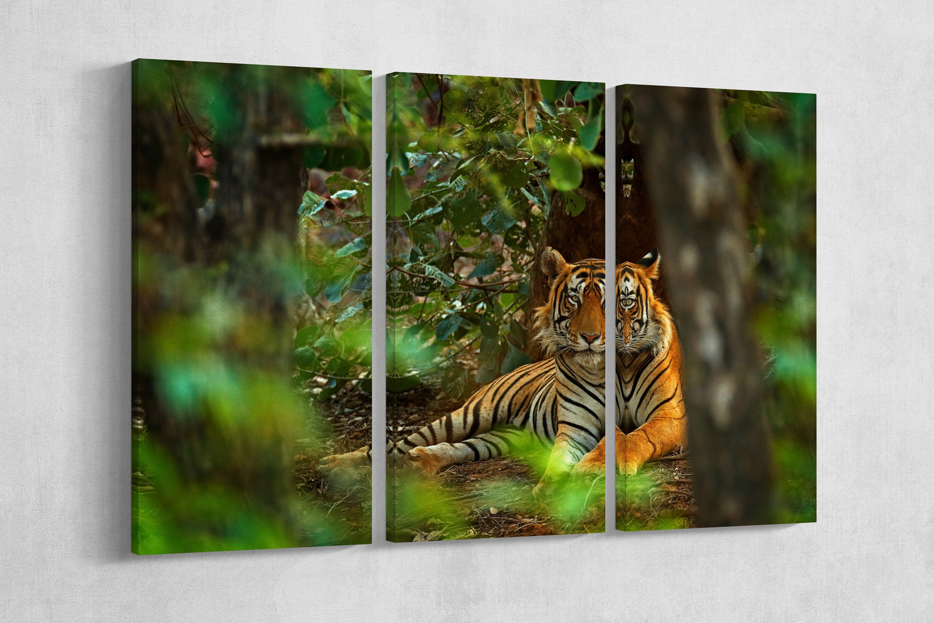 Male Indian Tiger in Ranthambore India Framed Canvas Leather -  Israel