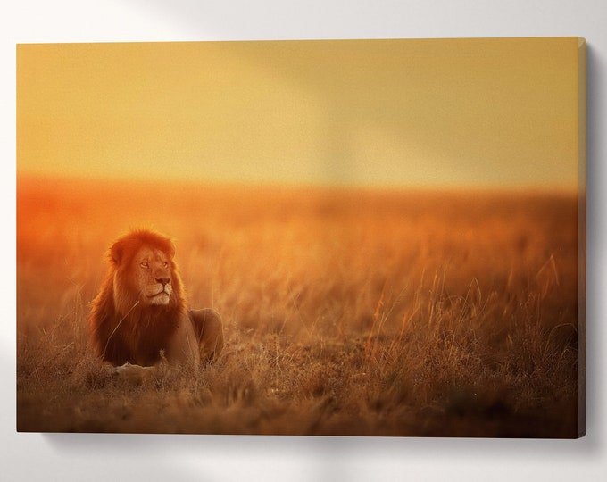 Lion In The Grass At Sunset Artwork Wall Art Canvas Eco Leather Print, Made in Italy!