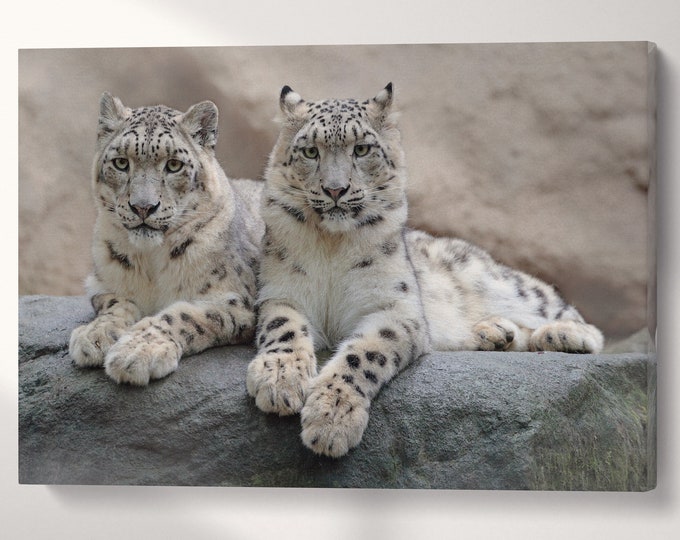 Snow Leopards Canvas Eco Vegan Leather Print, Made in Italy!