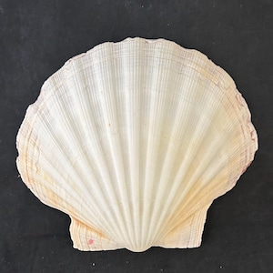 May include: A single off-white scallop shell featuring a fan-shaped silhouette with prominent radial ridges extending from the base to the scalloped edge. The surface displays subtle cream and light tan color variations across its textured exterior.
