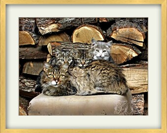 Mother with kittens, Cat lovers, Cats, Digital Print , Poster , Photography