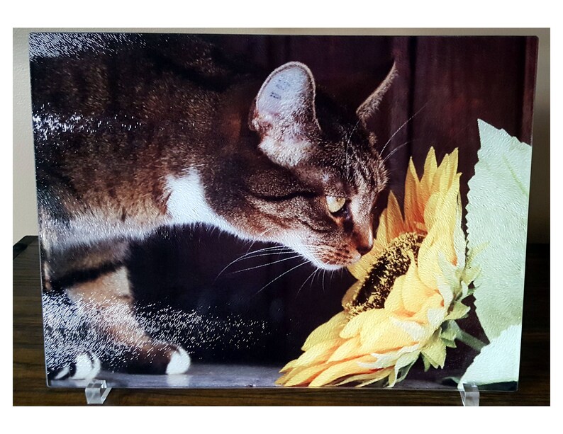 Curious Cat with sunflower Glass Cutting Board KitchenHome Decoration Counter Top Display Gift for Cat Lover Crazy Cat Lover