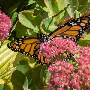 Fotografía digital de la mariposa monarca