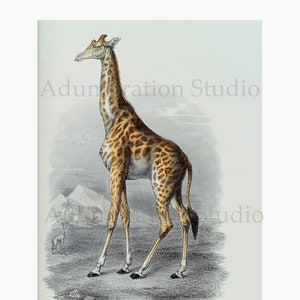 May include: A vintage illustration of a giraffe standing in a grassy field. The giraffe is brown and white with a long neck and legs. The giraffe is facing to the left and has its head turned to the right. The illustration is in a muted color palette and has a detailed background.