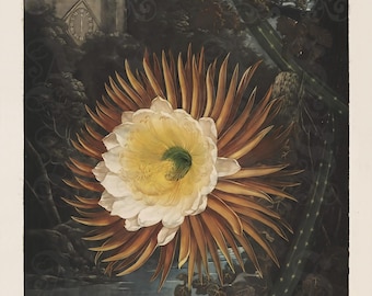 The Night-Blowing Cereus, Philip Reinagle, Selenicereus Grandiflorus, Gothic Floral, Full Moon, Castle, Botanical Archival Giclée Print