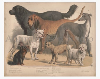 Domestic Dogs, Newfoundland, Bull Dog, Spaniel, Grey Hound, Poodle, Victorian Study, L. Prang Color Lithograph, circa 1874, Archival Print