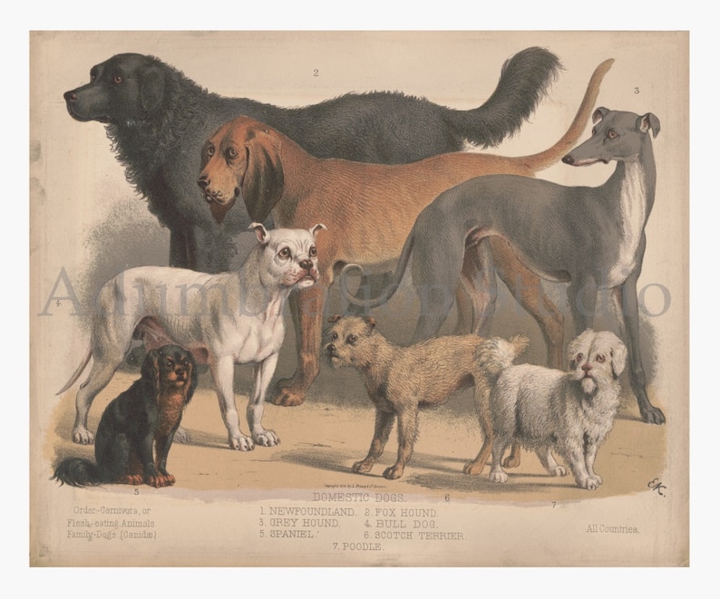 Prang Color Lithograph circa 1874 Spaniel Grey Hound Bull Dog Poodle Victorian Study Newfoundland Domestic Dogs Archival Print L