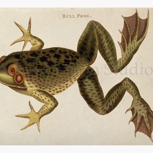May include: A vintage illustration of a green bullfrog with brown spots. The frog is depicted in a side view with its legs extended. The text "BULL FROC." is printed above the frog.