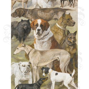 May include: A detailed art print titled Dog Studies by August Specht featuring a collection of various dog breeds including a Saint Bernard, a greyhound, a bulldog, and a dachshund, all rendered in realistic colors and poses on a light background.