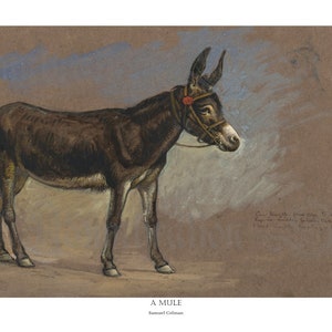 May include: A watercolor painting of a brown mule standing on a light brown background. The mule is wearing a brown bridle with a red accent. The painting is titled "A Mule" and signed "Samuel Coleman".