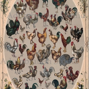 The Poultry of the World, Obscure 19th Century Chart of Chicken breeds, Ready to Frame Archival Print