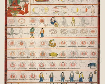 Conception to Birth, Desi Sangye Gyatso, Tibetan Pictorial of Reproduction, Copulation, Stages of Growth, Archival Giclée Print