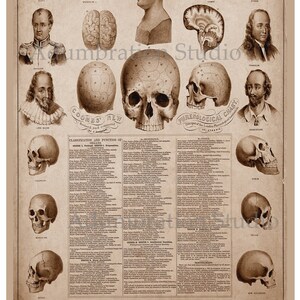 May include: A vintage anatomical chart illustrating the principles of phrenology, a now-discredited theory that claimed personality traits could be determined by the shape of the skull. The chart features various skulls, including those of famous historical figures like Napoleon, Scott, and Byron, along with detailed descriptions of each skull's features and their corresponding personality traits.