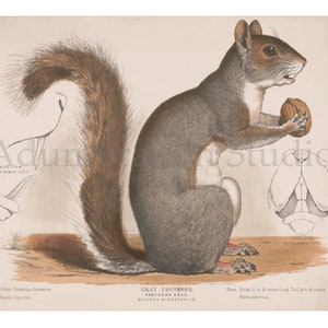 May include: A vintage illustration of a gray squirrel holding a walnut. The squirrel is depicted in a sitting position with its tail curled behind it. The illustration includes text describing the squirrel as a "Gray Squirrel, Northern Gray, Sciurus migratorius". The text also states that the squirrel is found in North America and that its body is 11 to 18 inches long and its tail is 10 to 18 inches long.