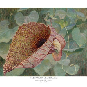 Aristolochia Grandiflora , Study of Pelican Flower, Marianne North, Victorian Art, Floral, Botanical Archival Print