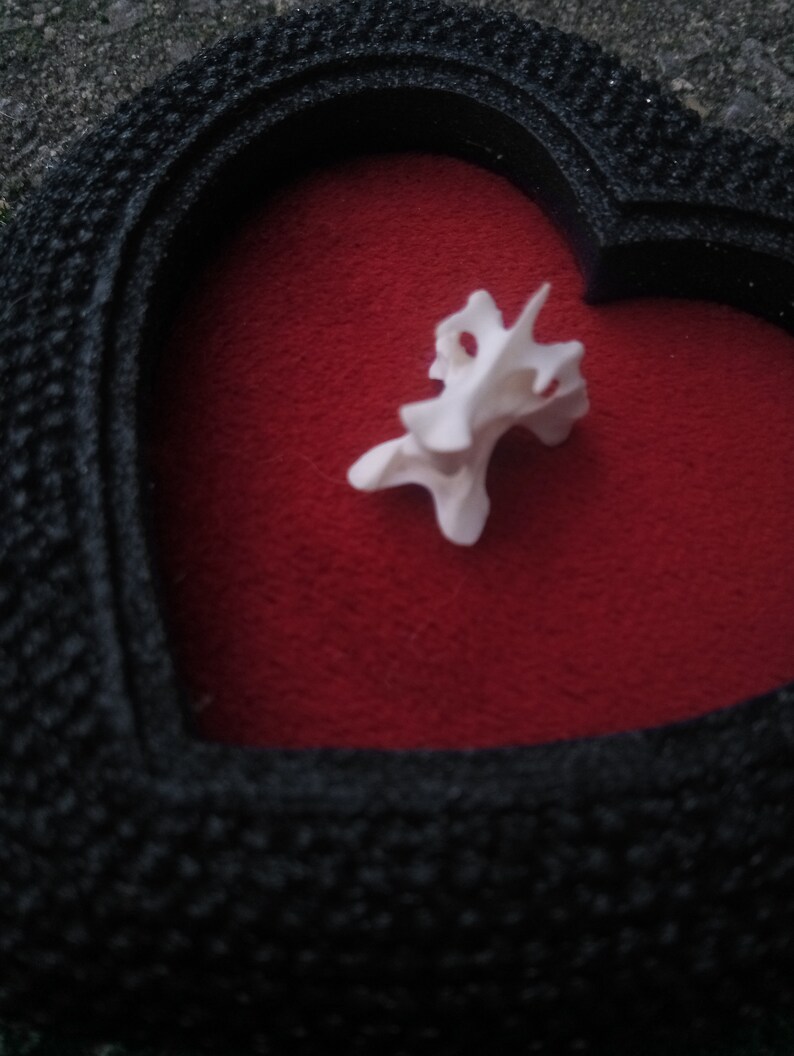 Real duck vertebrae in a heart shaped frame on red velvet