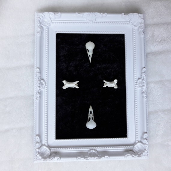 49+ Picture Frame Vertebrae PNG