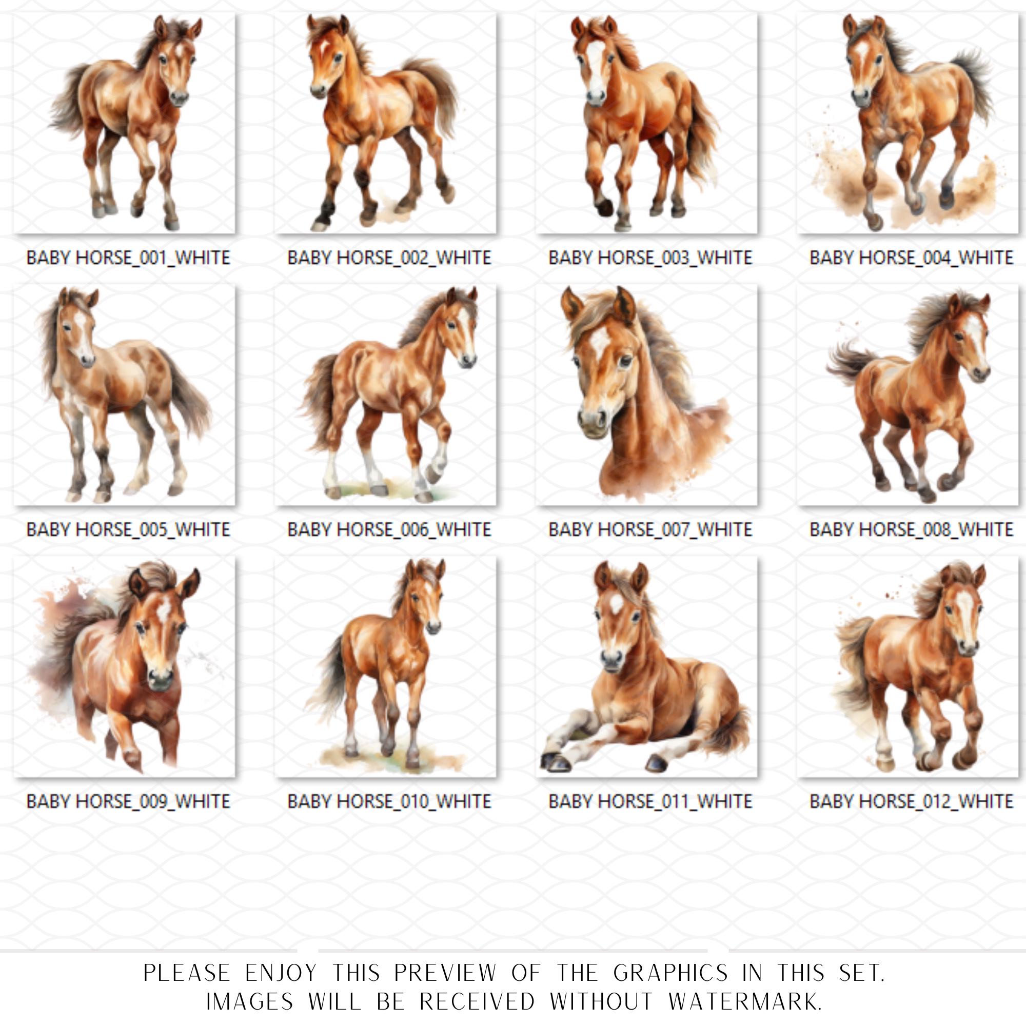 Colt Graphics Watercolor Colt Graphics Foal Clipart Cute Baby Horse Nursery Art Print ...