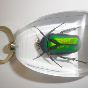 May include: A keychain featuring a clear, smooth, teardrop-shaped resin block containing a preserved iridescent green beetle. The beetle displays a metallic sheen with dark edges and visible legs. A silver-toned metal split ring is attached to the top.