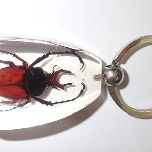 May include: A clear resin keychain featuring a preserved stag beetle with a vibrant red body and black head, thorax, and legs. The beetle is encased within a smooth, rounded, transparent block attached to a circular silver-toned metal ring.