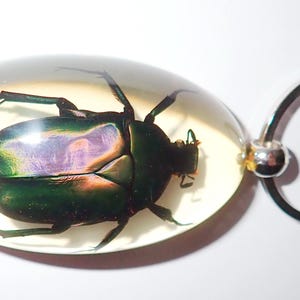 May include: An oval-shaped clear resin keychain containing a preserved iridescent green beetle. The beetle displays metallic purple and green hues on its shell, with visible legs and antennae encased within the smooth, transparent, polished resin material.