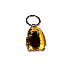 May include: A keychain featuring a dark brown beetle specimen encased within a clear, amber-colored resin block. The resin is shaped like a rounded teardrop and is attached to a circular silver-toned metal split ring for keys.