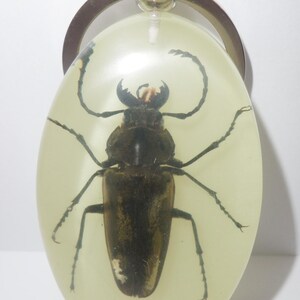 May include: An oval-shaped keychain featuring a dark brown beetle specimen preserved inside a clear, pale yellow resin. The beetle is positioned centrally with its legs and antennae visible. A silver-toned metal ring is attached to the top.
