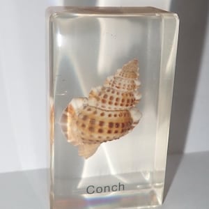Op de afbeelding: Een rechthoekig blok van heldere hars met daarin een geconserveerde bruin-wit gevlekte schelp. Het woord Conch is in een zwart schreefloos lettertype onderaan het blok gedrukt. Het object is een massief, transparant en glad displaystuk.