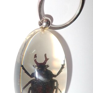 May include: A keychain featuring an oval-shaped clear resin pendant containing a preserved dark brown stag beetle with visible mandibles and legs. The pendant is attached to a circular silver-toned metal split ring for keys.
