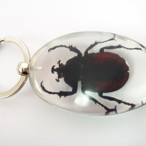 May include: An oval-shaped clear resin keychain containing a preserved dark brown beetle with visible legs and antennae. The keychain features a silver-toned metal split ring attached to the side of the smooth, transparent resin body.