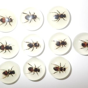 May include: Ten clear round resin cabochons with preserved bees inside. Each cabochon features a different bee specimen with brown and black markings.