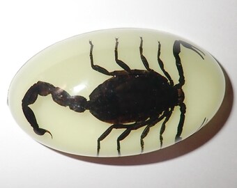 May include: A black scorpion preserved in a clear oval resin paperweight. The scorpion is positioned on its back with its legs and tail spread out.