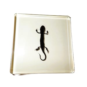 Pode incluir: Um bloco de resina quadrado e transparente contendo um espécime de lagarto preservado em tom castanho escuro. O lagarto está posicionado centralmente no material transparente, exibindo o corpo completo, quatro membros e uma cauda longa e fina.