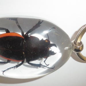 May include: An oval-shaped clear resin keychain containing a preserved beetle with a black body and distinct orange-red wing covers. The insect features visible legs and mandibles, encased within the smooth, transparent material attached to a metal ring.