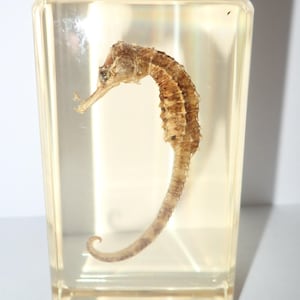 May include: A preserved seahorse specimen encased within a clear, rectangular resin block. The seahorse is light brown in color, featuring a curved tail and a distinct snout, suspended in the center of the transparent, solid material.