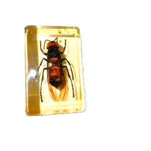 Puede incluir: Un bloque rectangular de resina transparente de color ámbar que contiene un espécimen de avispa preservado. La avispa presenta un abdomen con rayas naranjas y negras, un tórax oscuro y alas translúcidas, todo encapsulado en el material sólido.