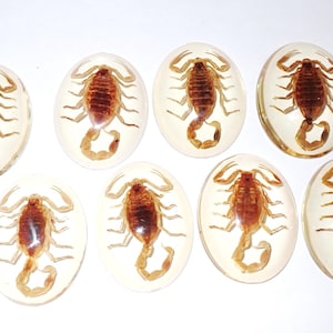 May include: Ten oval resin paperweights, each with a preserved scorpion. The scorpions are reddish-brown, and the resin is clear with a yellow tint. The scorpions are centrally positioned within each oval, creating a unique decorative item.