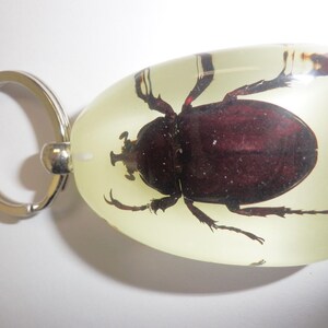 May include: A keychain featuring a dark reddish-brown beetle specimen preserved inside a smooth, translucent, pale yellow resin block. The beetle is centered within the resin, which is attached to a circular silver-toned metal split ring.