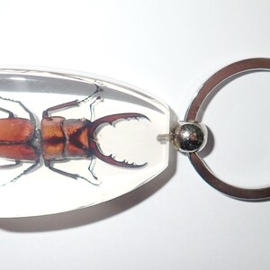 May include: A clear resin keychain featuring a preserved reddish-brown stag beetle encased within a trapezoidal block. The beetle displays prominent mandibles and segmented legs. A silver-toned metal split ring is attached to the resin block.