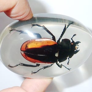 Puede incluir: Un escarabajo rojo y negro encapsulado en resina transparente, creando un pisapapeles u objeto decorativo único.