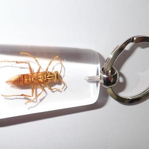 Op de afbeelding: Een doorzichtige, rechthoekige sleutelhanger van hars met daarin een geconserveerde, lichtbruine boktor met zichtbare antennes en poten. Het harsblok is bevestigd aan een zilverkleurige metalen ring met een klein metalen oogje en verbindingsstuk.
