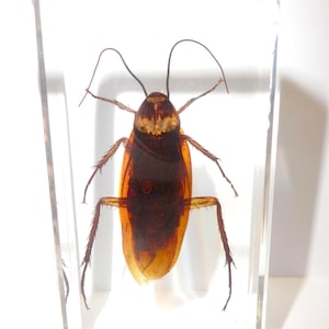 Cockroach Specimen in 73x40x16 mm Clear Resin Block School Teaching Aid BK2 (1 - 10 Pcs)