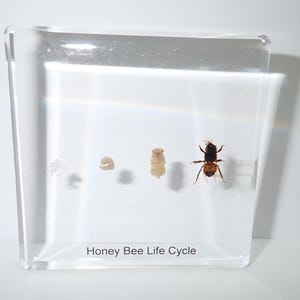 Peut inclure: Un bloc acrylique rectangulaire transparent contenant quatre spécimens représentant le cycle de vie de l'abeille, disposés horizontalement. Le texte "Honey Bee Life Cycle" est imprimé en noir au bas du centre de la pièce d'exposition.